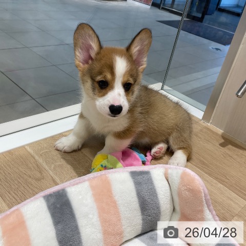 ウェルシュ・コーギー・ペンブロークの写真