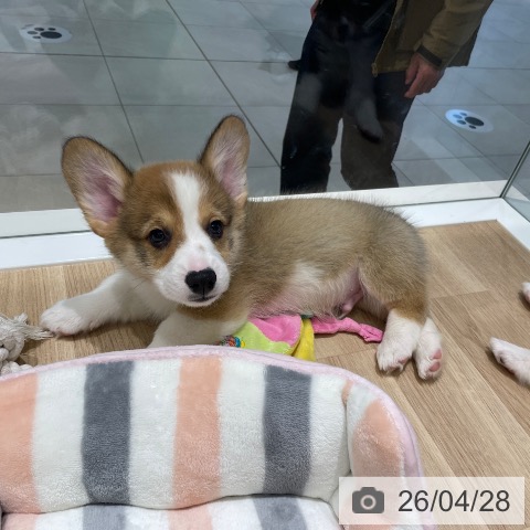 ウェルシュ・コーギー・ペンブロークの写真