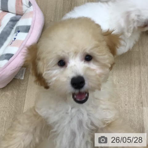 福島県のトイプードル(トイ) (ペットプラス 福島店/2026年2月22日生まれ/男の子/クリーム)の子犬の4枚目の画像