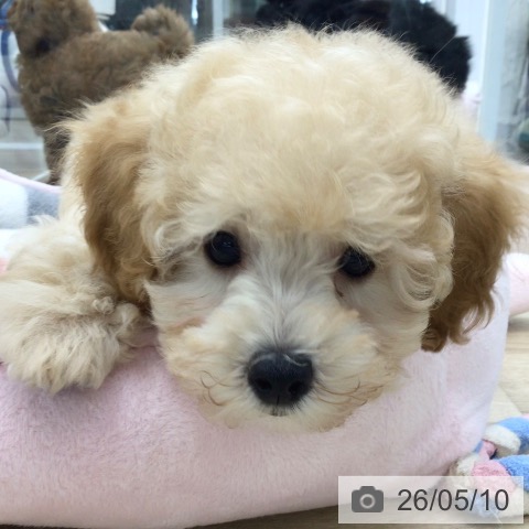 福島県のトイプードル(トイ) (ペットプラス 福島店/2026年2月22日生まれ/男の子/クリーム)の子犬の3枚目の画像