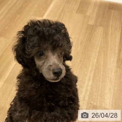 トイ・プードルの写真