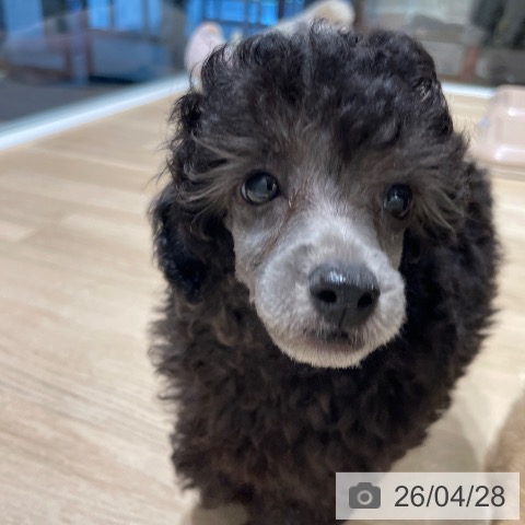 トイ・プードルの写真