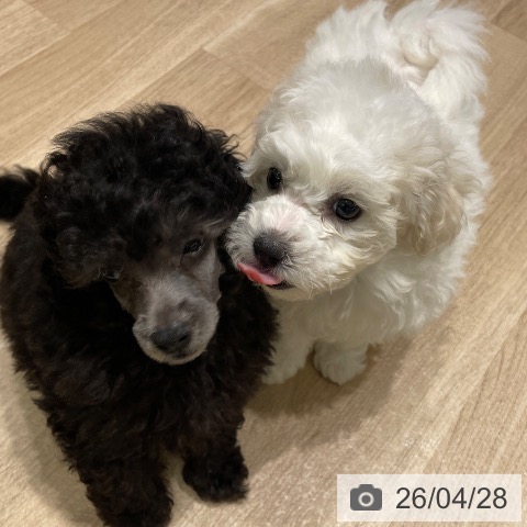 トイ・プードルの写真