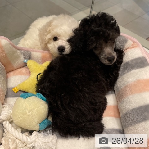 トイ・プードルの写真