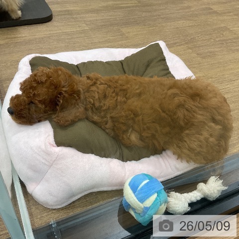 埼玉県のトイプードル(トイ) (ペッツワン 吉川美南店/2026年2月24日生まれ/男の子/レッド)の子犬の4枚目の画像