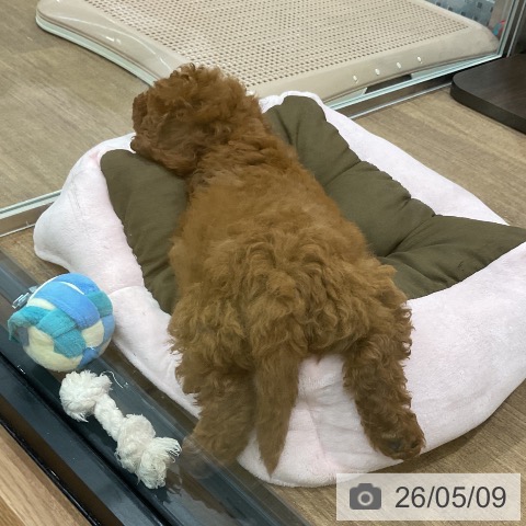 埼玉県のトイプードル(トイ) (ペッツワン 吉川美南店/2026年2月24日生まれ/男の子/レッド)の子犬の3枚目の画像