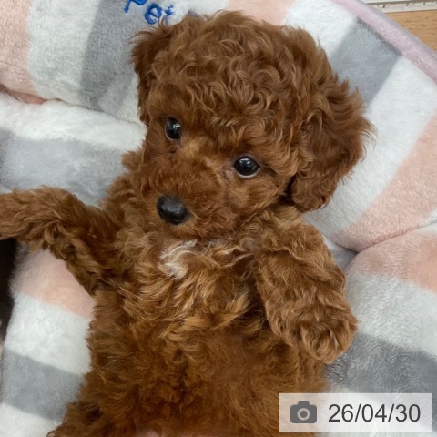 トイ・プードルの写真