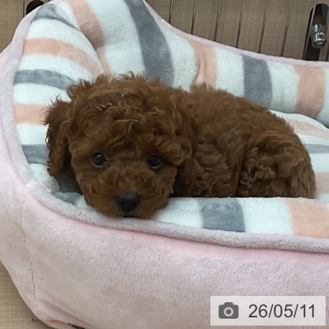 埼玉県のトイプードル(トイ) (ペッツワン 浦和美園店/2026年2月24日生まれ/女の子/レッド)の子犬の3枚目の画像