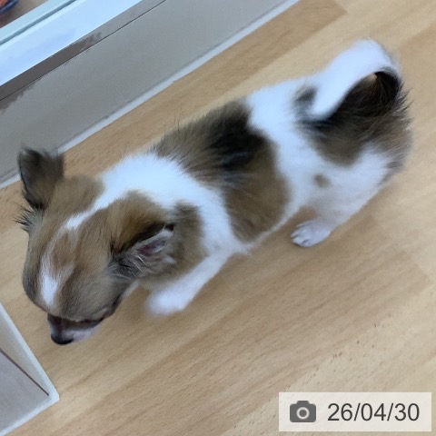 青森県のチワワ(ロング) (ペットプラス 青森浜田店/2026年2月23日生まれ/女の子/ホワイトフォーン)の子犬の4枚目の画像