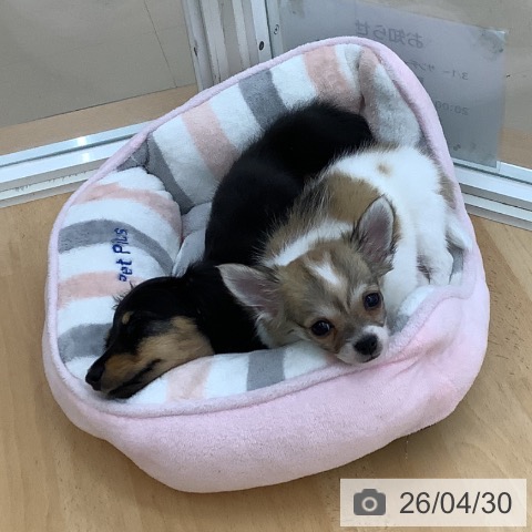 青森県のチワワ(ロング) (ペットプラス 青森浜田店/2026年2月23日生まれ/女の子/ホワイトフォーン)の子犬の3枚目の画像