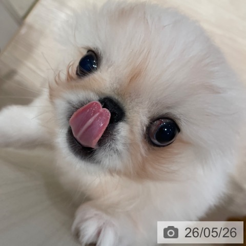 千葉県のペキニーズ (ペットプラス ユーカリが丘店/2026年2月23日生まれ/男の子/ホワイト)の子犬の3枚目の画像