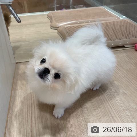 ペキニーズの写真