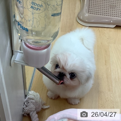 ペキニーズの写真