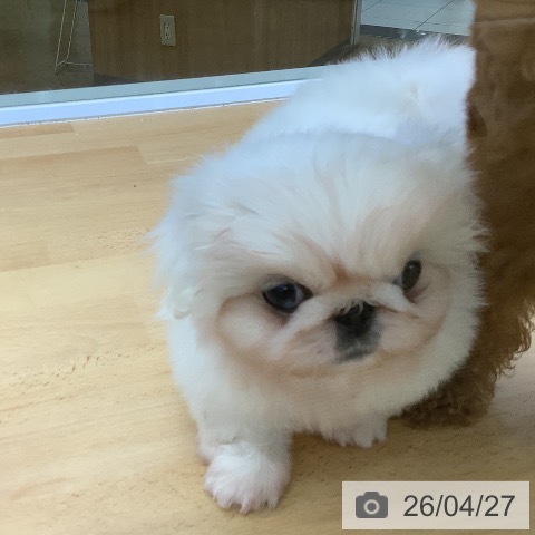 ペキニーズの写真