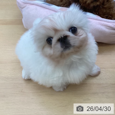 埼玉県のペキニーズ (ペットプラス 羽生店/2026年2月23日生まれ/男の子/ホワイト)の子犬の3枚目の画像
