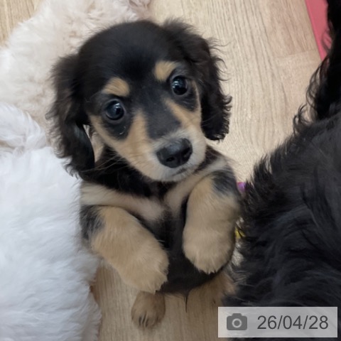 長野県のカニンヘンダックスフンド(ロング) (ペットプラス 上田店/2026年2月23日生まれ/男の子/ブラックイエロー)の子犬の4枚目の画像