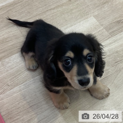 長野県のカニンヘンダックスフンド(ロング) (ペットプラス 上田店/2026年2月23日生まれ/男の子/ブラックイエロー)の子犬の3枚目の画像