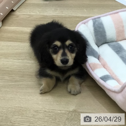 福島県のカニンヘンダックスフンド(ロング) (ペットプラス 福島店/2026年2月25日生まれ/男の子/ブラックイエロー)の子犬の4枚目の画像