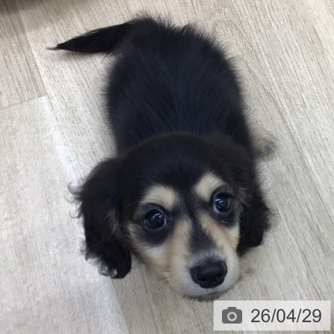 福島県のカニンヘンダックスフンド(ロング) (ペットプラス 福島店/2026年2月25日生まれ/男の子/ブラックイエロー)の子犬の3枚目の画像