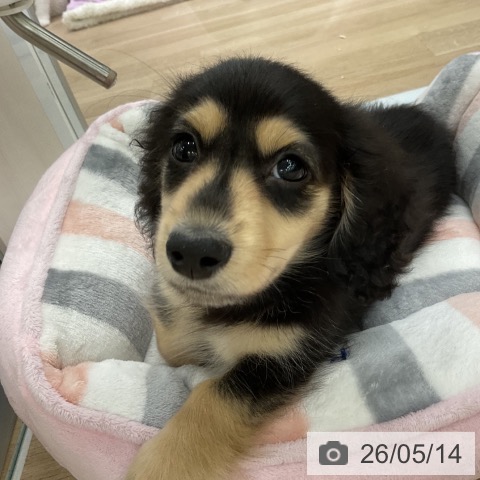 福島県のカニンヘンダックスフンド(ロング) (ペットプラス 福島店/2026年2月25日生まれ/男の子/ブラックイエロー)の子犬の3枚目の画像