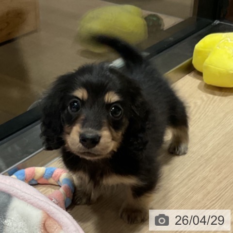 カニーンヘン・ダックスフンドの写真