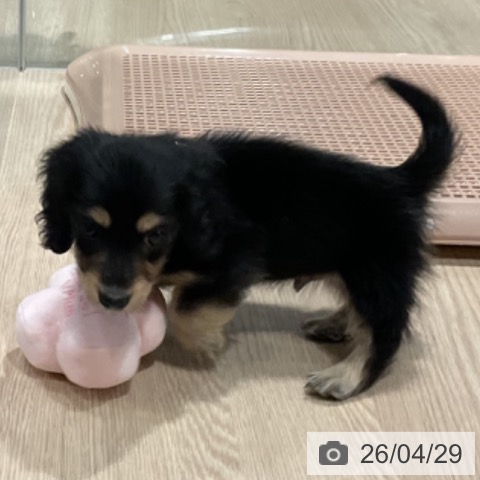 カニーンヘン・ダックスフンドの写真