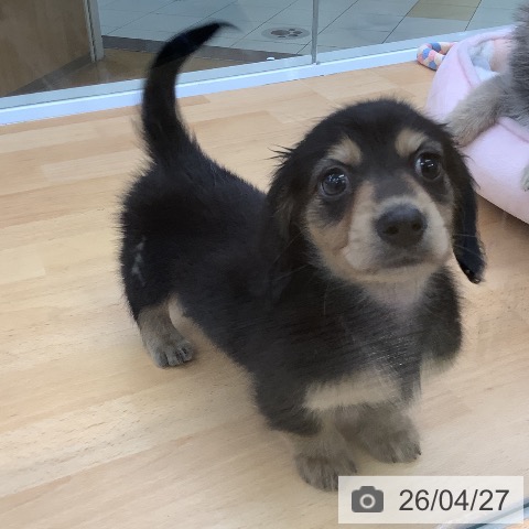 カニーンヘン・ダックスフンドの写真