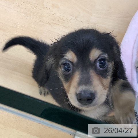 カニーンヘン・ダックスフンドの写真