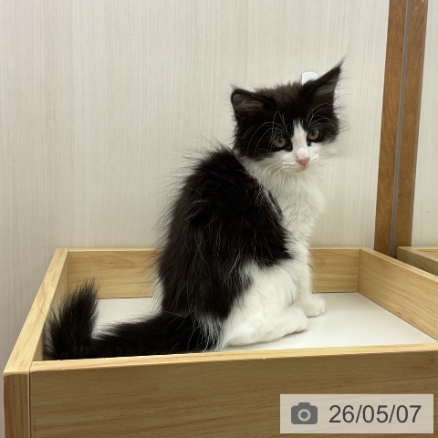 岩手県のノルウェージャンフォレストキャット (ペットプラス 盛岡南店/2026年2月21日生まれ/女の子/ブラックホワイト)の子猫の3枚目の画像