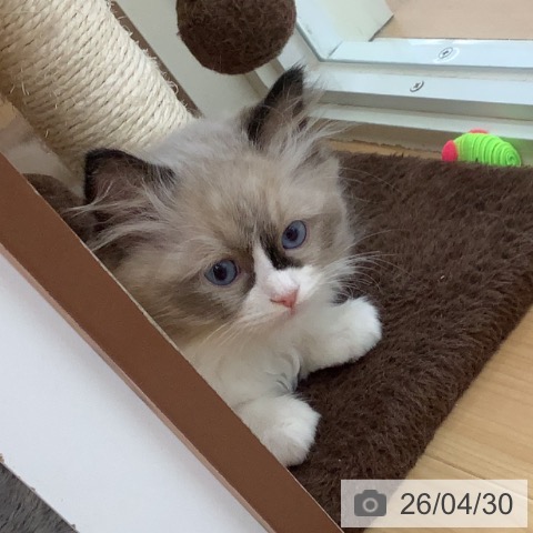 青森県のラグドール (ペットプラス 青森浜田店/2026年2月22日生まれ/男の子/シールポイントバイカラー)の子猫の4枚目の画像