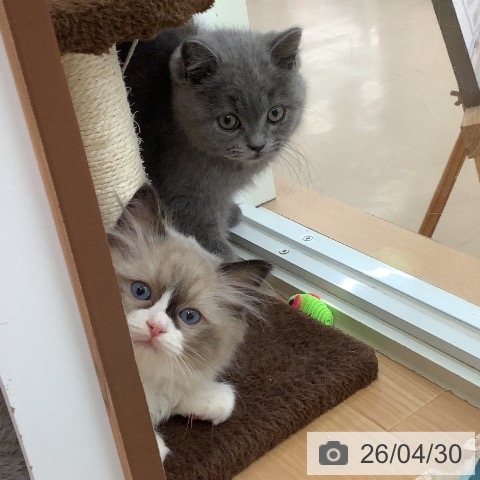 青森県のラグドール (ペットプラス 青森浜田店/2026年2月22日生まれ/男の子/シールポイントバイカラー)の子猫の3枚目の画像