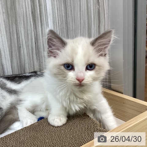 千葉県のラグドール (ペットプラス 柏店/2026年2月25日生まれ/女の子/ブルーポイントバイカラー)の子猫の4枚目の画像