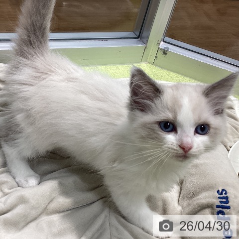 千葉県のラグドール (ペットプラス 柏店/2026年2月25日生まれ/女の子/ブルーポイントバイカラー)の子猫の3枚目の画像