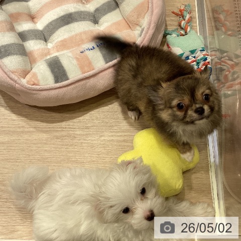 チワワの写真