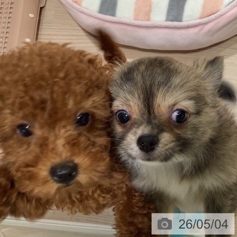 チワワの写真
