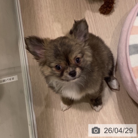 神奈川県のチワワ(ロング) (ペットプラス 新百合丘店/2026年2月24日生まれ/女の子/フォーンホワイト)の子犬の4枚目の画像
