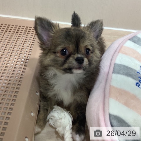 神奈川県のチワワ(ロング) (ペットプラス 新百合丘店/2026年2月24日生まれ/女の子/フォーンホワイト)の子犬の3枚目の画像