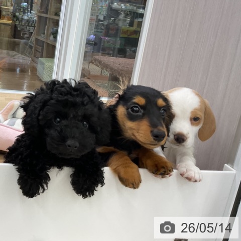 福島県のトイプードル(トイ) (ペットプラス 福島店/2026年2月25日生まれ/女の子/ブラック)の子犬の3枚目の画像