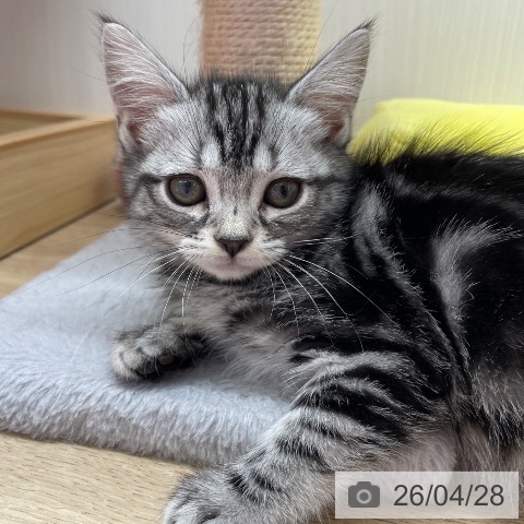 アメリカンショートヘアの写真