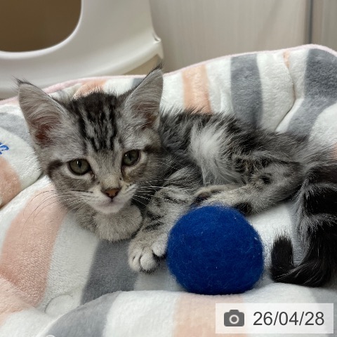 アメリカンショートヘアの写真