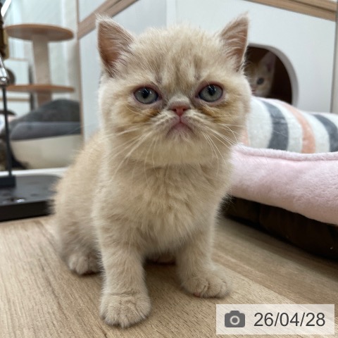 埼玉県のエキゾチック (ペットプラス ららぽーと富士見店/2026年2月19日生まれ/女の子/クリームタビー)の子猫の3枚目の画像