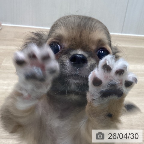 宮城県のチワワ(ロング) (ペットプラス 仙台泉大沢店/2026年2月26日生まれ/女の子/レッド)の子犬の4枚目の画像