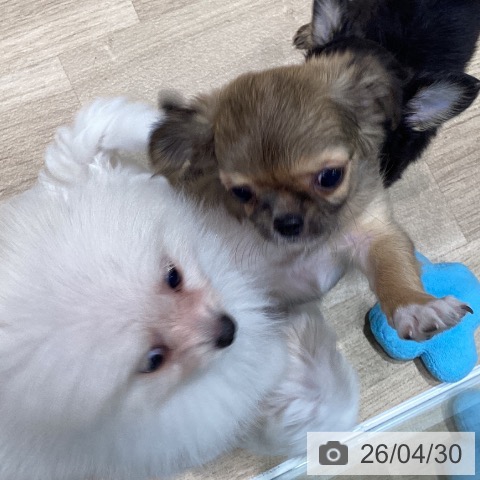 宮城県のチワワ(ロング) (ペットプラス 仙台泉大沢店/2026年2月26日生まれ/女の子/レッド)の子犬の3枚目の画像