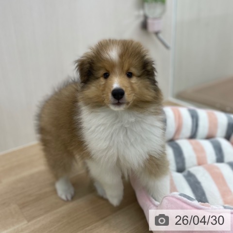 シェットランド・シープドッグの写真