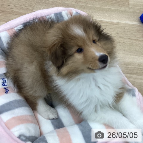 神奈川県のシェットランドシープドッグ (ペットプラス 相模原並木店/2026年2月26日生まれ/男の子/セーブルホワイト)の子犬の4枚目の画像