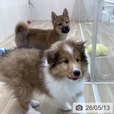 神奈川県のシェットランドシープドッグ (ペットプラス 相模原並木店/2026年2月26日生まれ/男の子/セーブルホワイト)の子犬の3枚目の画像