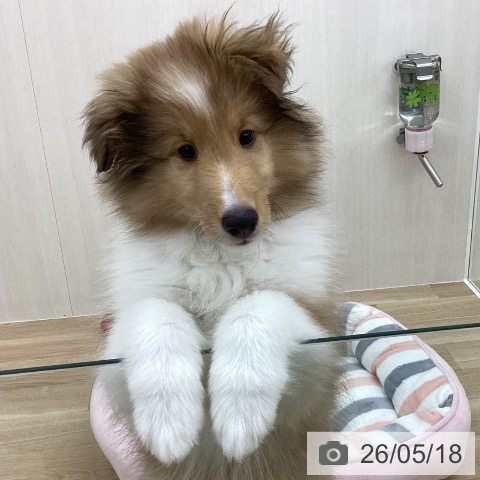 神奈川県のシェットランドシープドッグ (ペットプラス 相模原並木店/2026年2月26日生まれ/男の子/セーブルホワイト)の子犬の3枚目の画像