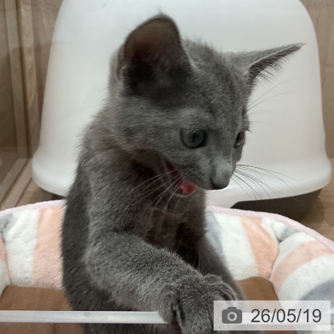 埼玉県のロシアンブルー (ペットプラス 与野店/2026年2月26日生まれ/男の子/ブルー)の子猫の4枚目の画像
