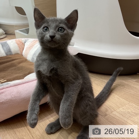 埼玉県のロシアンブルー (ペットプラス 与野店/2026年2月26日生まれ/男の子/ブルー)の子猫の3枚目の画像