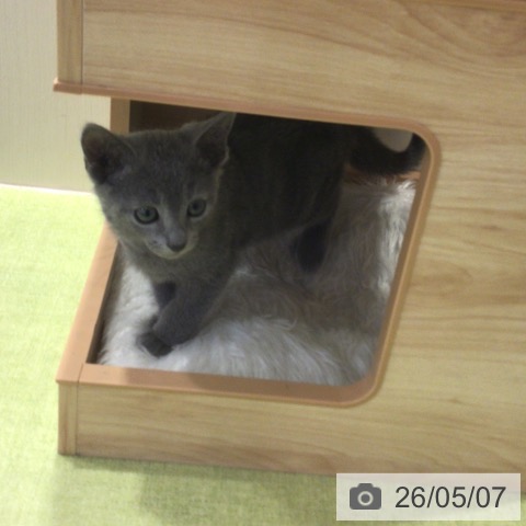 千葉県のロシアンブルー (ペットプラス 幕張新都心店/2026年2月26日生まれ/男の子/ブルー)の子猫の3枚目の画像